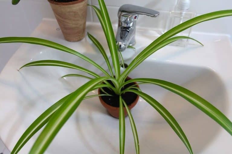 Watering Spider Plant