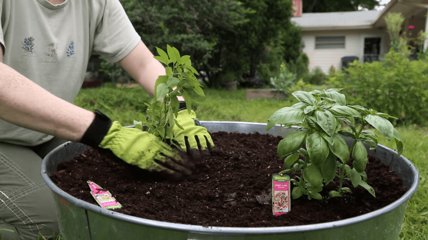 How much sun does basil need to grow