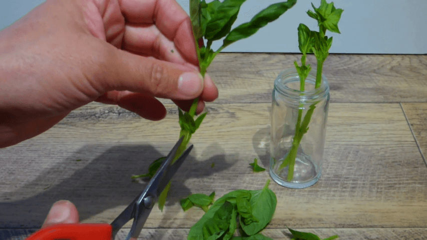 How to start basil from cuttings 1 How to start basil from cuttings