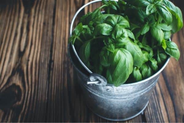 basil in too little sun