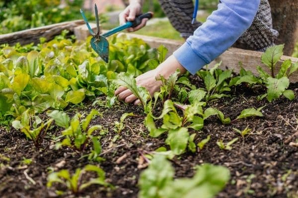raised bed vegetable gardening
