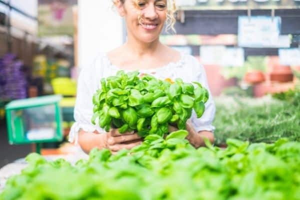 Where should you put your basil plant