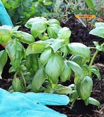 basil  plant outside