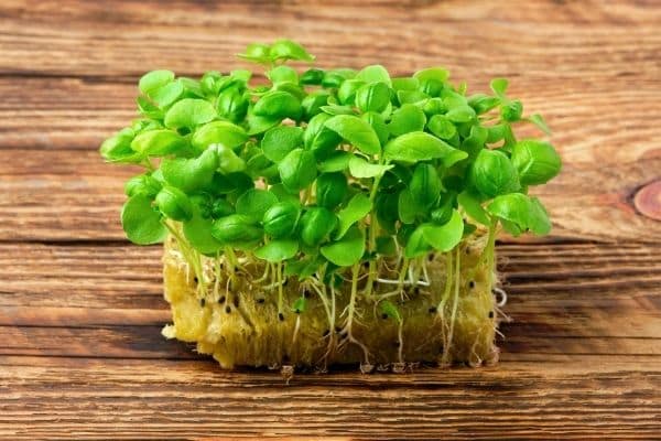 basil-plant