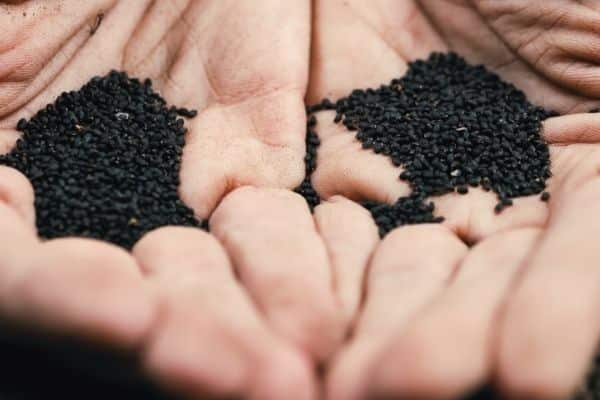basil seeds