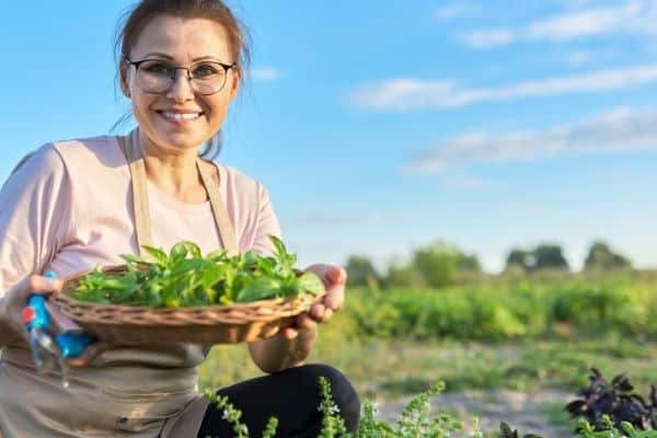 harvest basil