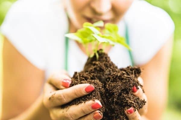 plant the basil