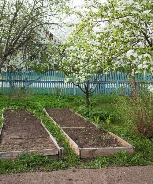 raised bed vegetable gardening