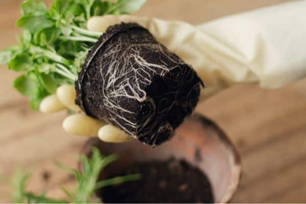 rooting basil stem