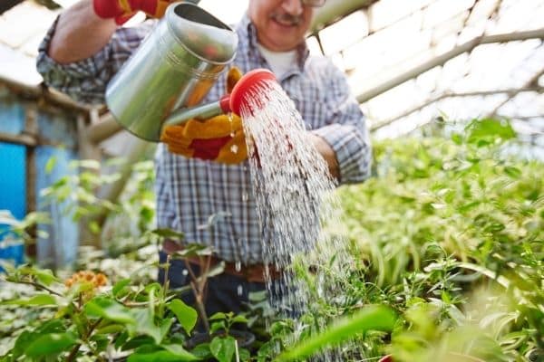 watering in avocado tree