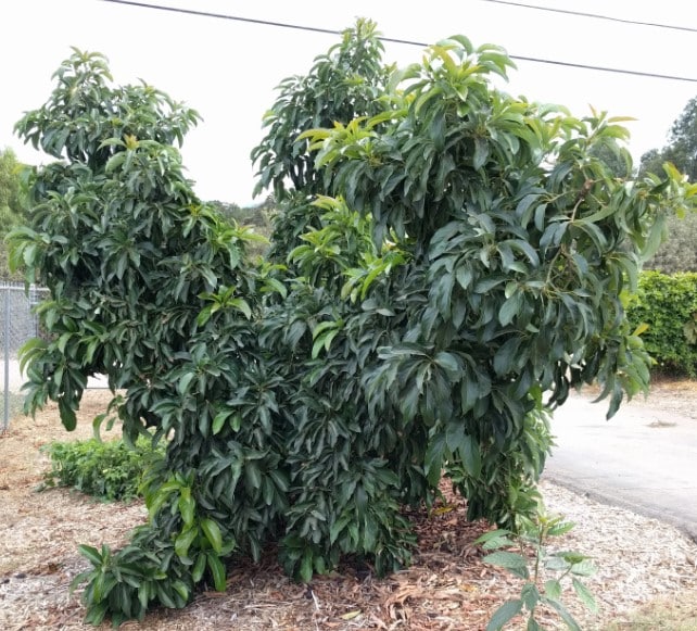 How Tall Does an Avocado Tree Grow? 3 Dwarf Avocado Trees
