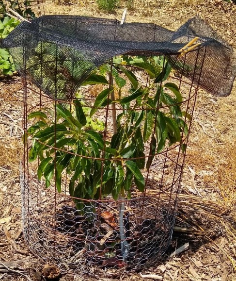 avocado young tree under sun