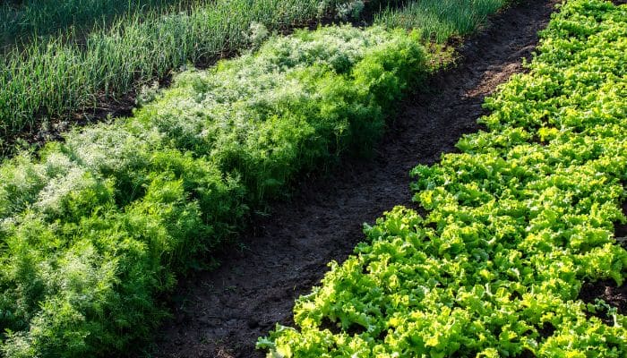 Should I cover my vegetable garden in winter? 2 What you can do for covering the garden
