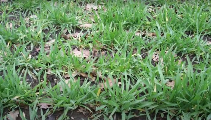 Should I cover my vegetable garden in winter? 3 Winter Cover Crops