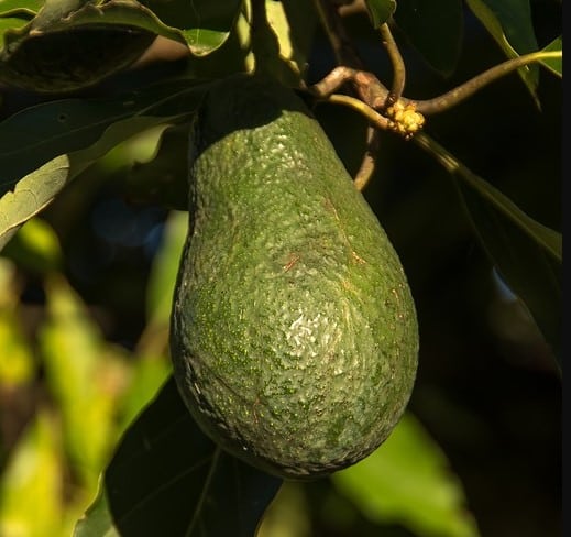 How Tall Does an Avocado Tree Grow? 2 Wurtz avocado