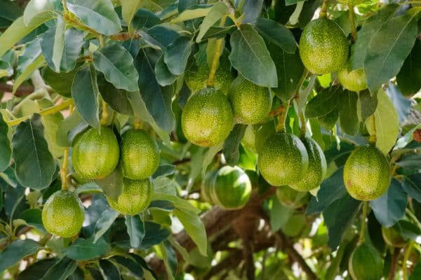 avocado fruit