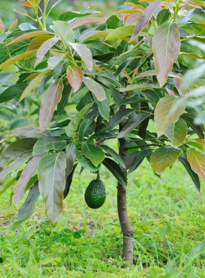 How Tall Does an Avocado Tree Grow? 8 avocado tree