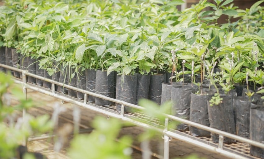How Tall Does an Avocado Tree Grow? 9 grafted avocado plants