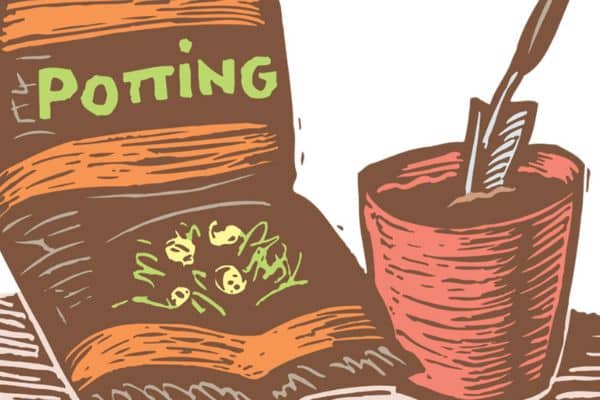 Best Soils to Grow Vegetables in Pot 6 potting mix