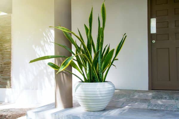 snake plant