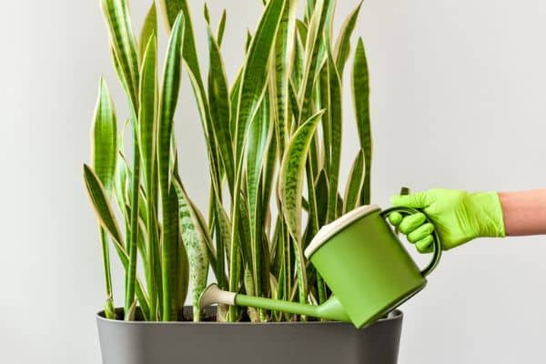 watering snake plant